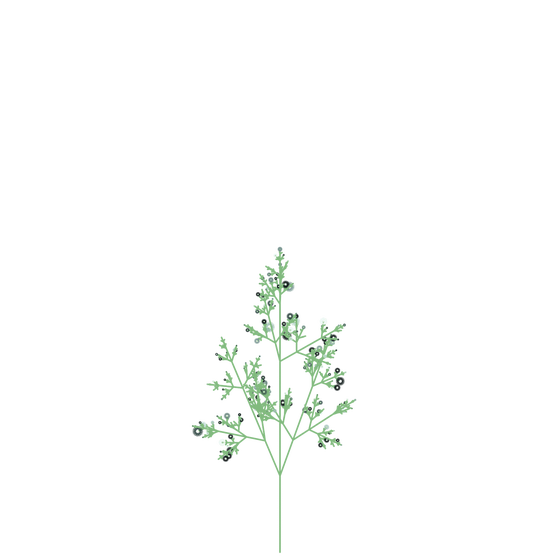 Joyful Stickweed