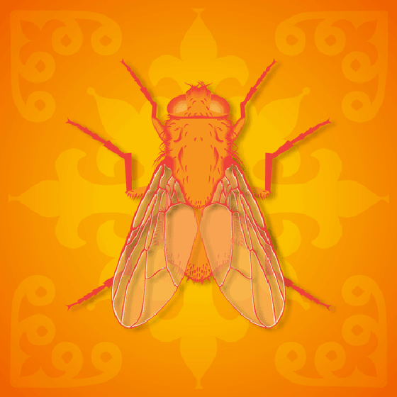 To Be A Fly On The Wall #12