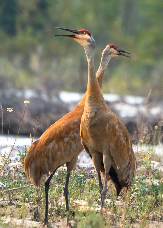 Sandhill Cranes