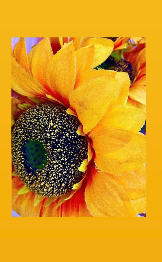sunflower