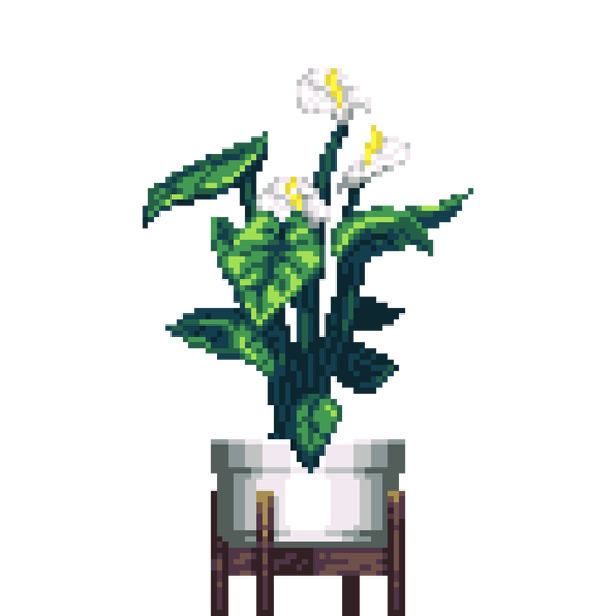 White Anthurium in Elevated Wood pot