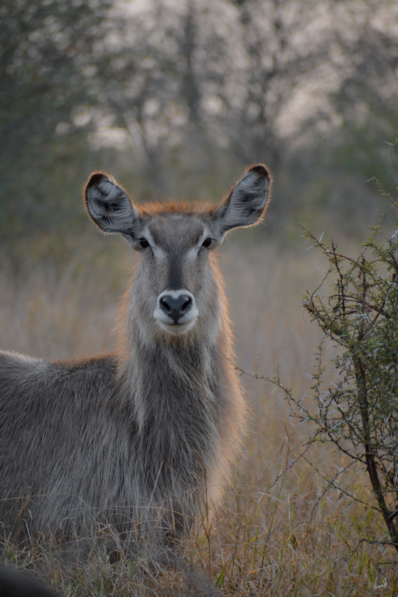 Winter Waterbuck