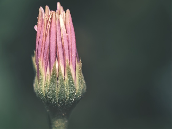 African Daisy before blooming