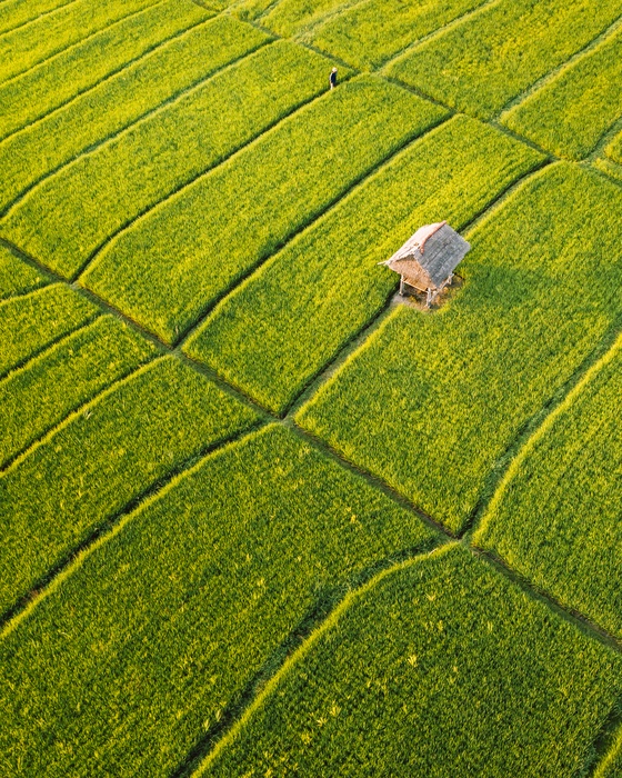 Harvest of Dreams