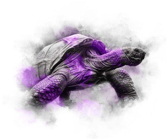 PURPLE SERIES - TORTOISE