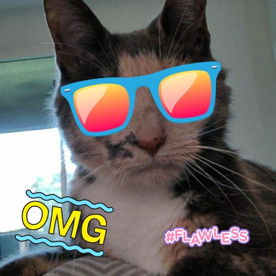 Cool Cat