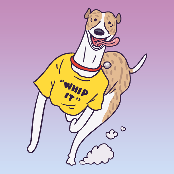 Whippet #29