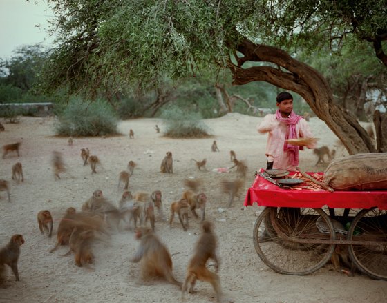 Feeding monkeys on Govardhana Hill; Uttar Pradesh #5/8