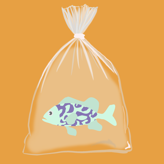Feesh #3159