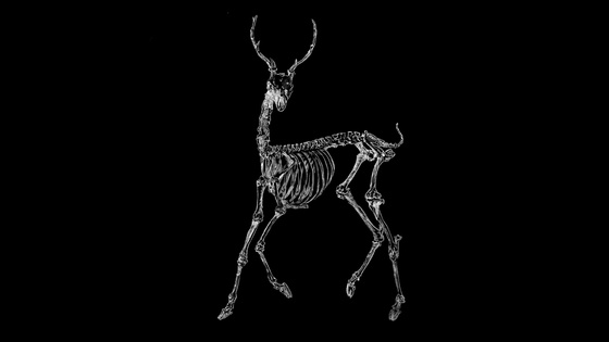 Skeleton deer