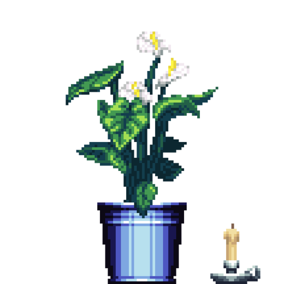 White Anthurium in Bucket pot with Candle