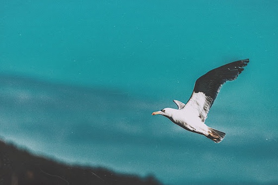 Seagull in Cyan