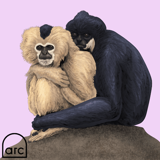 Hanian Black Crested Gibbon 1 of 1