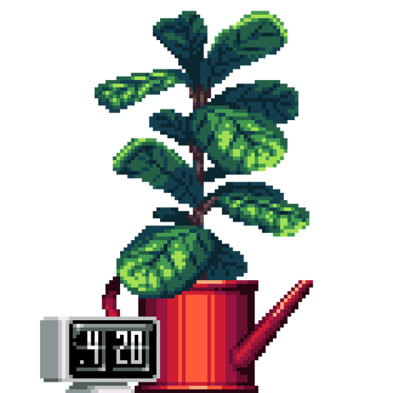 Fiddle-Leaf Fig in Watering Can pot with Flip Clock