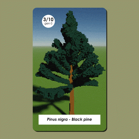 Pinus nigra #3/10 - Gen 0