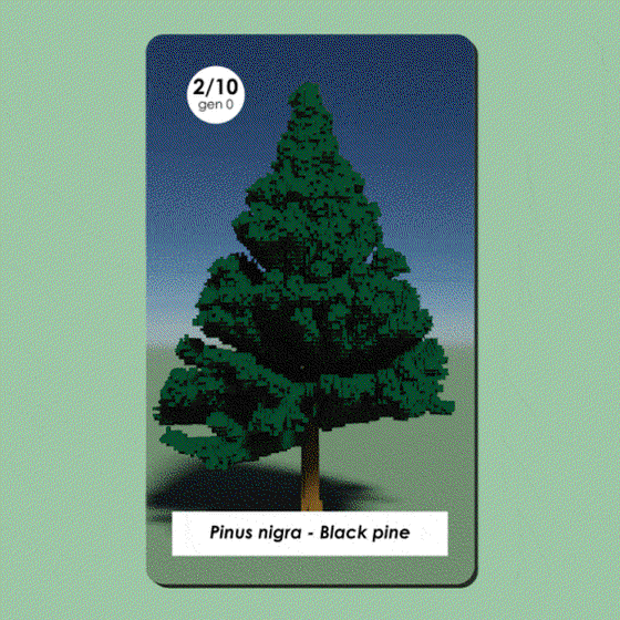 Pinus nigra #2/10 - Gen 0