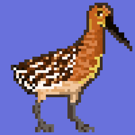 Asian Dowitcher