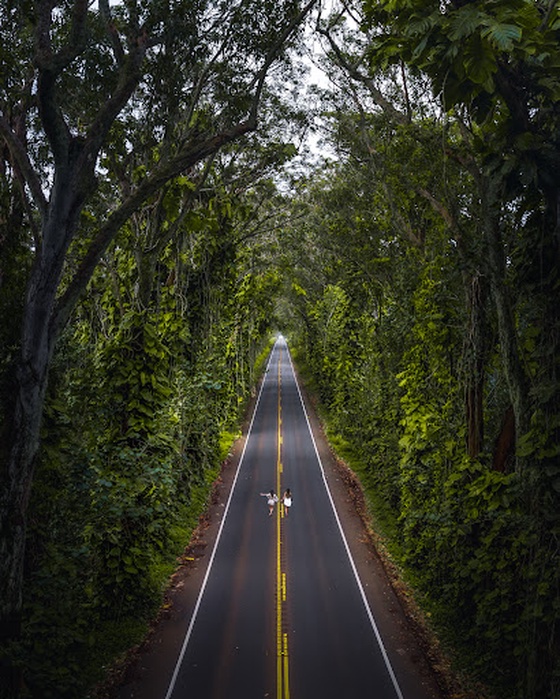 #82 - Aloha Tree Tunnel