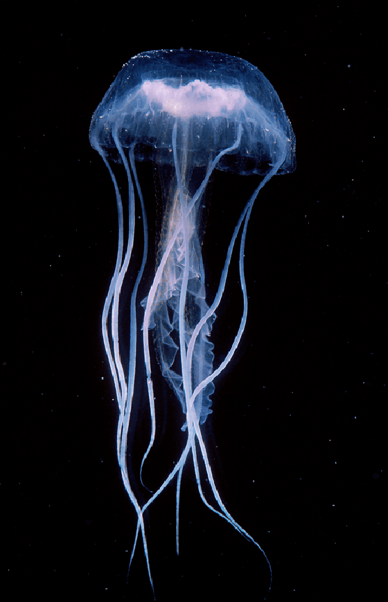 Invisible Oceans #58: Pelagia Noctiluca II