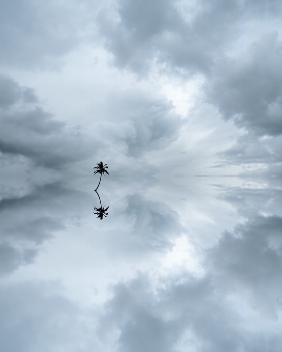 Mirrored X Chad Torkelsen