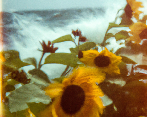 Tsunflower Chaos #64