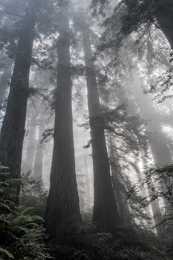 Ethereal Redwoods 1