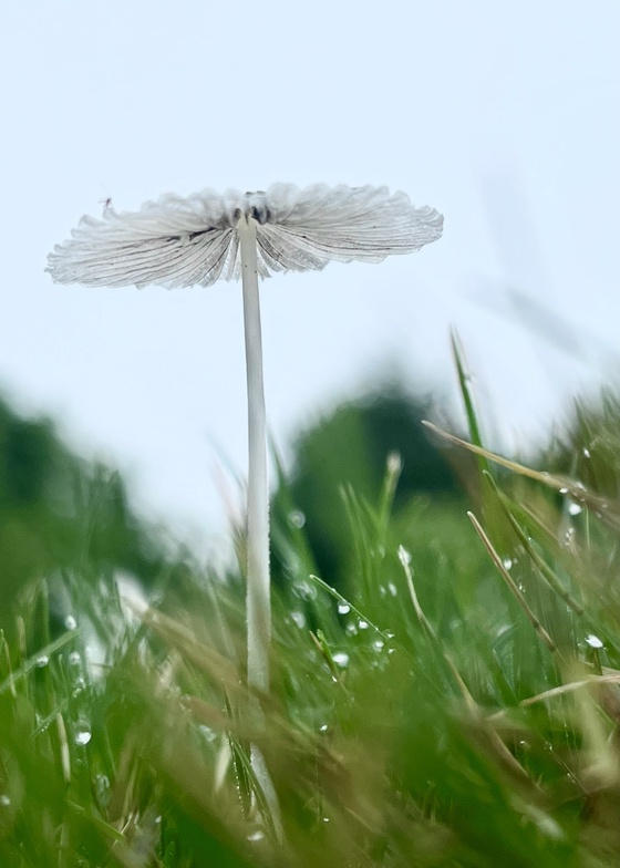 Garden Parasol