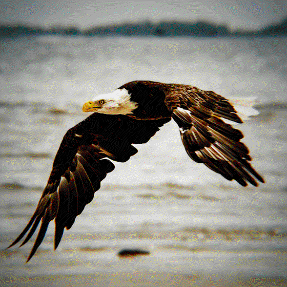 Majestic Bald Eagle - Lighting Edition