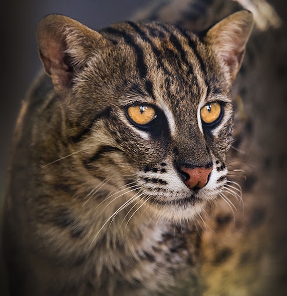 Fishing Cat - The Endangered One