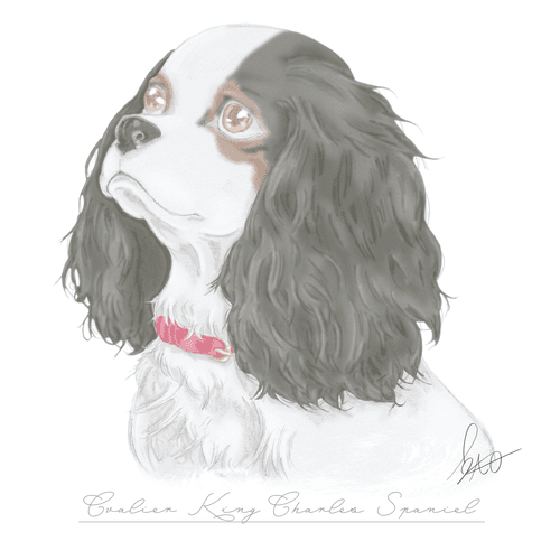 Cavalier-King-Charles-Spaniel（Not for sale）