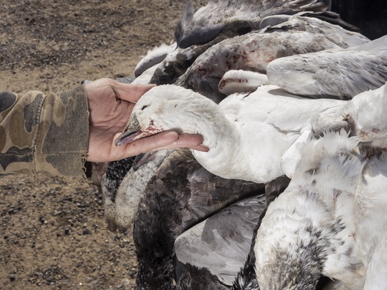 Whirlpool #11 Hunter and Snow Geese He Killed that Day by Jim Goldberg