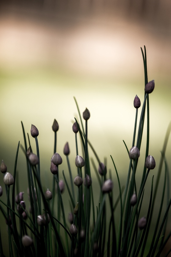 What a Thyme to be a Chive