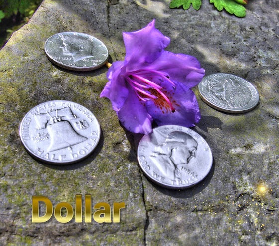 Dollar