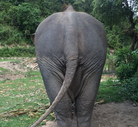 elephant bum