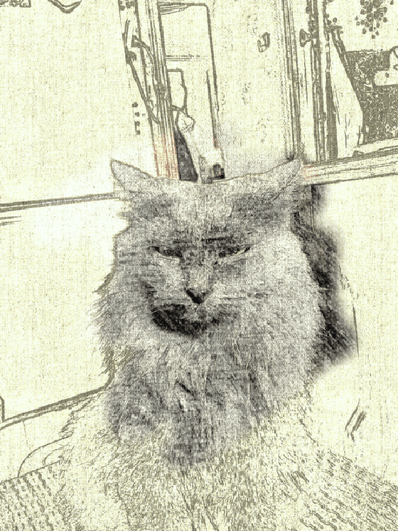 cat