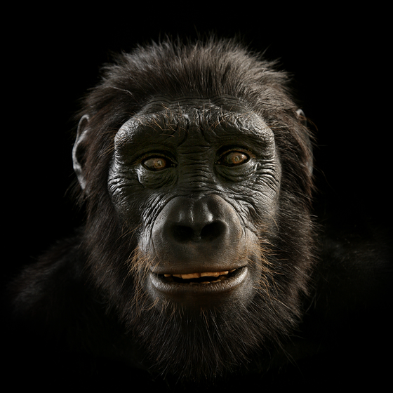 Sahenlantrhopus tchadensis: Hominin #1