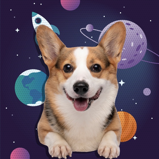 CheekyCorgi #1