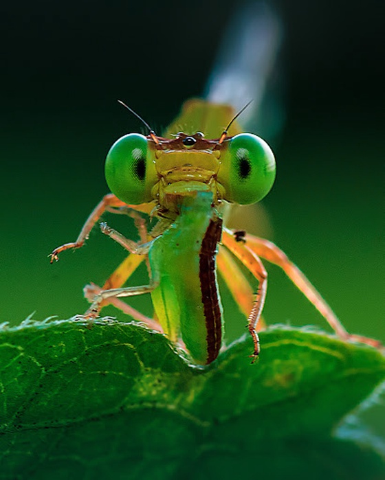 The High Flyer - Damselfly