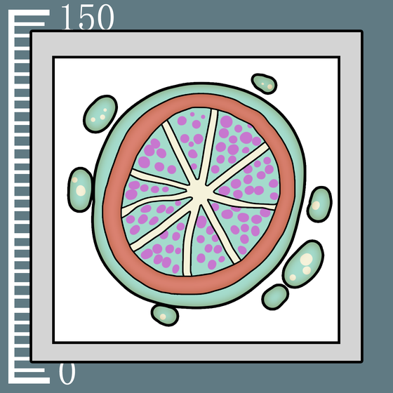 511