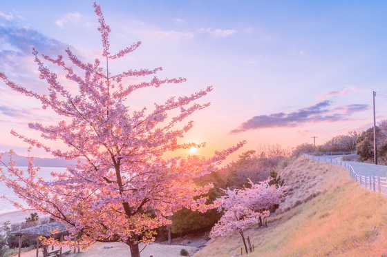 Cherry Blossoms at Sunset