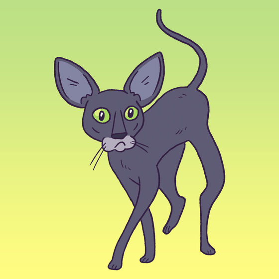 Oriental Shorthair #1477