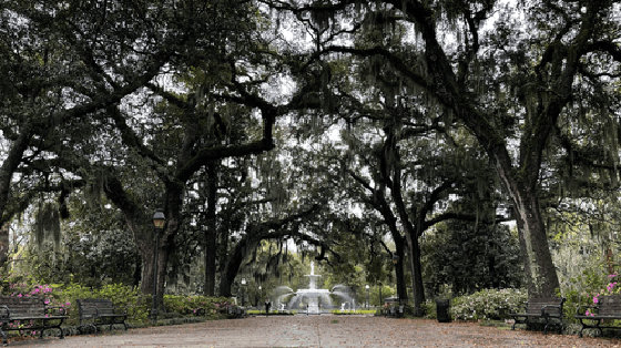 Savannah #19