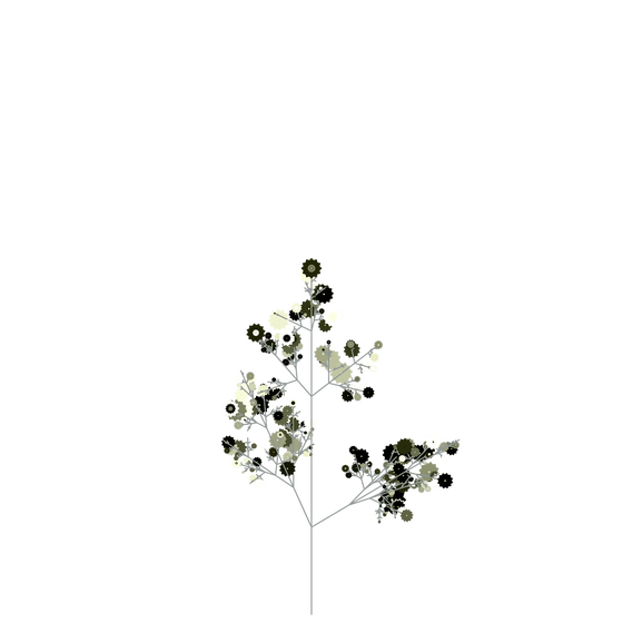 Skeletal Thyme