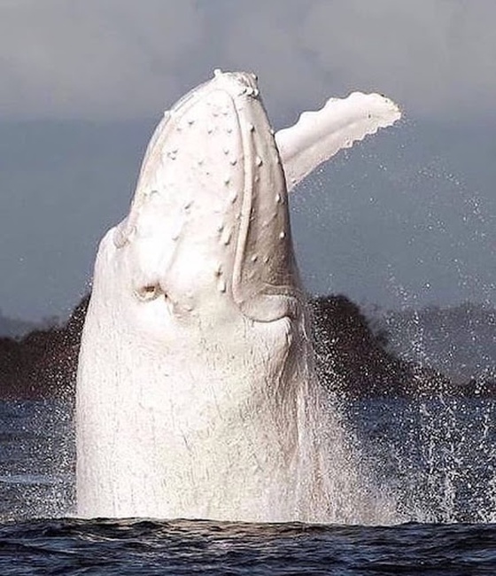 # 8 The famous albino humpback Mingaloo during a breach.