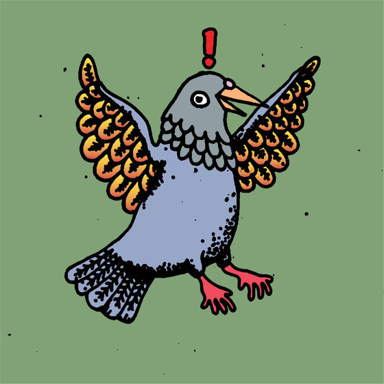 Hood Pigeon #594