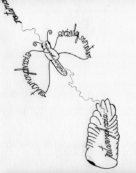 Metamorphosis