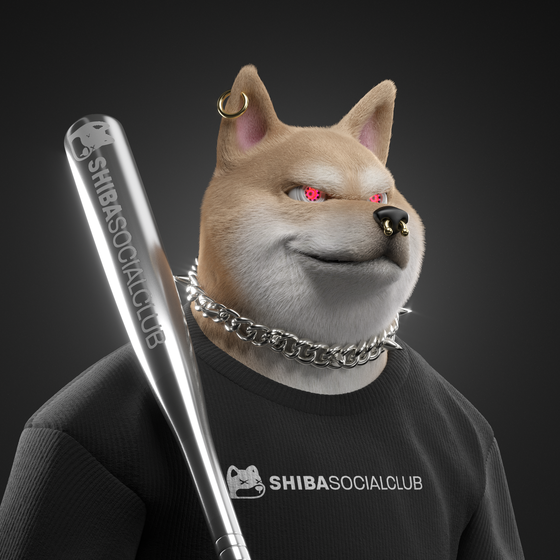 Shiba #5162