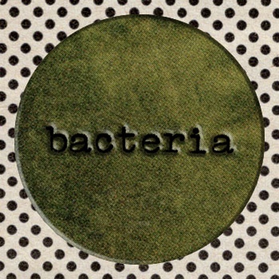 Bacteria