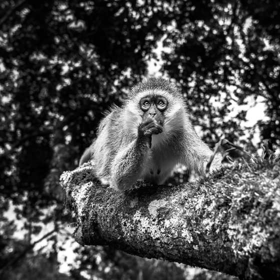 The Curious Monkey