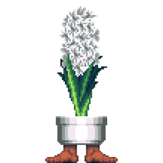 White Hyacinth in Feet pot